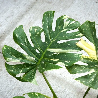 Monstera del. 'Thai Constellation'