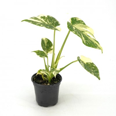 Monstera del. 'Thai Constellation'