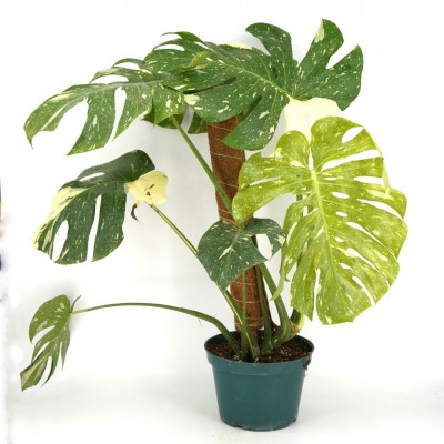 grow lamp plants Full Spectrum Indoor Plant Grow Light | Grow Lamp main image 0