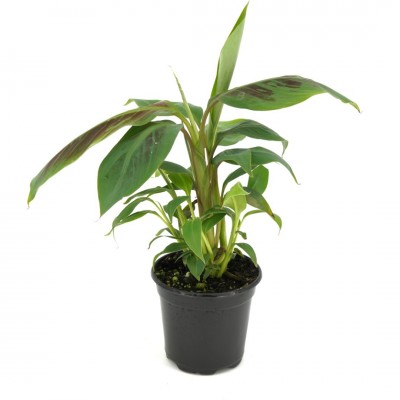 Musa acuminata 'Vampire'
