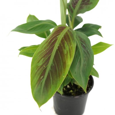 Musa acuminata 'Vampire'