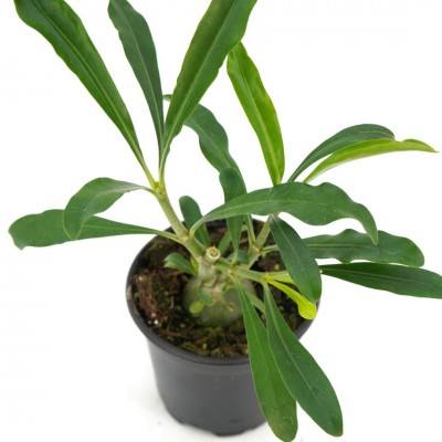 Myrmephytum selebicum