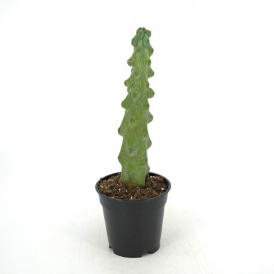 Myrtillocactus geo. 'Fukurokuryuzinboku'