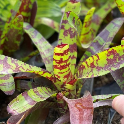Bromeliad Neoregelia 'Guacamole'