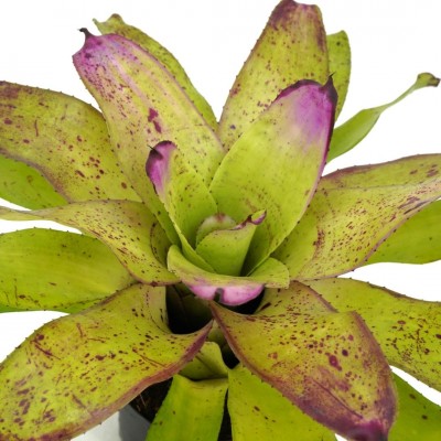 Neoregelia 'Sibella'