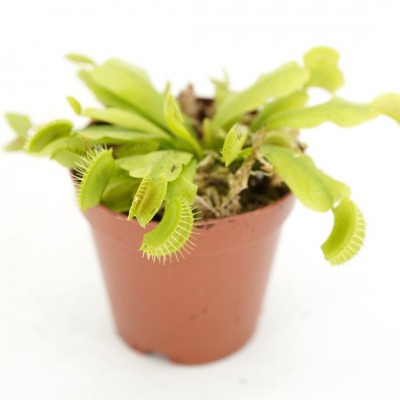 Nepenthes assorted