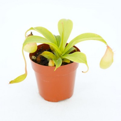 Nepenthes assorted