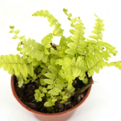 Nephrolepis ex. 'Tiger Fern'