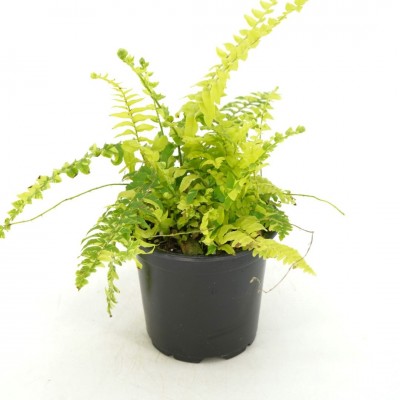 Nephrolepis ex. 'Tiger Fern'