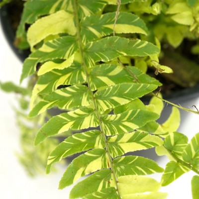 Nephrolepis ex. 'Tiger Fern'