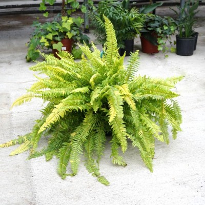 Nephrolepis ex. 'Tiger Fern' - HB