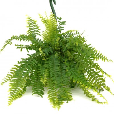 Nephrolepis exaltata - HB
