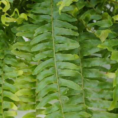 Nephrolepis exaltata - HB