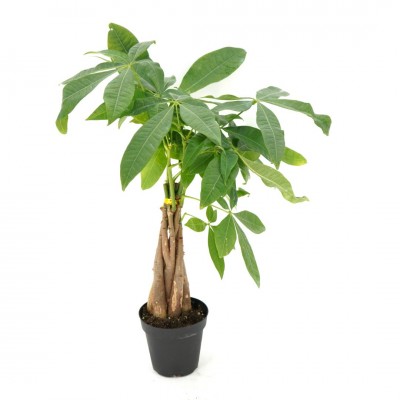 Pachira aquatica - braid