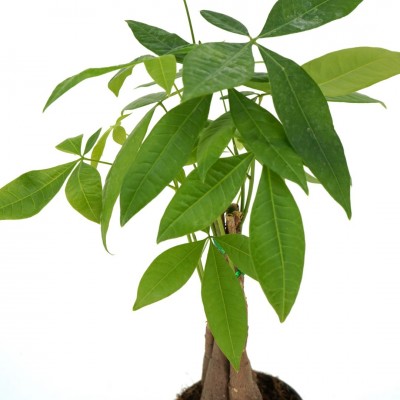 Pachira aquatica - braid