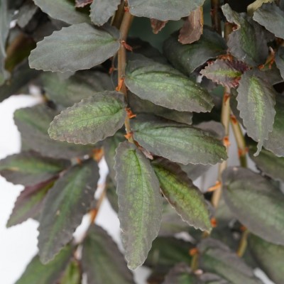 Pellionia repens
