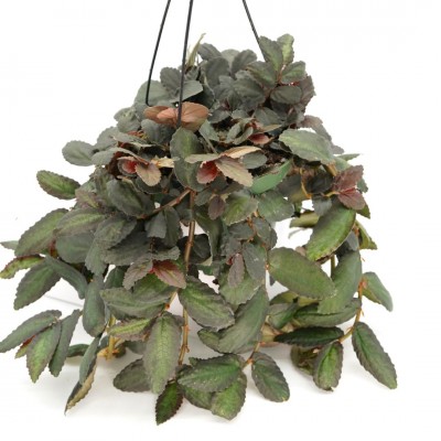 Pellionia repens