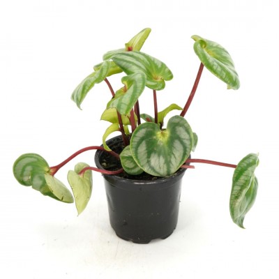 Peperomia argyreia ‘Costa Rica’ 4in - Washington - Cascade Tropicals