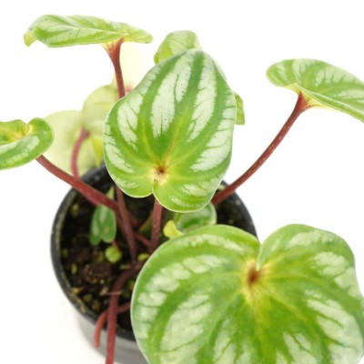 Peperomia argyreia ‘Costa Rica’ 4in - Washington - Cascade Tropicals