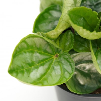 Peperomia 'Ecuador'