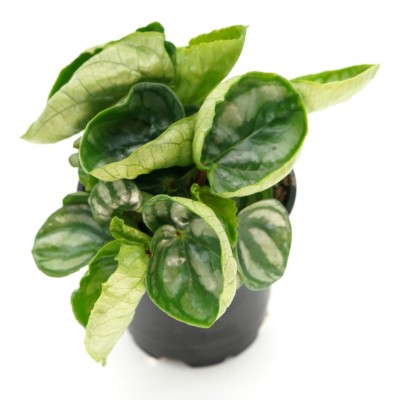 Peperomia 'Ecuador'