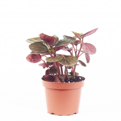 Peperomia rugosa
