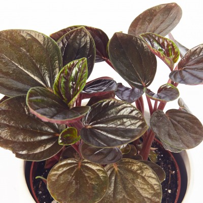 Peperomia rugosa