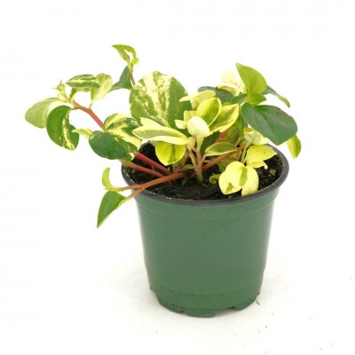 Peperomia glabella 'Variegata'