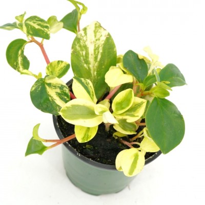 Peperomia glabella 'Variegata'