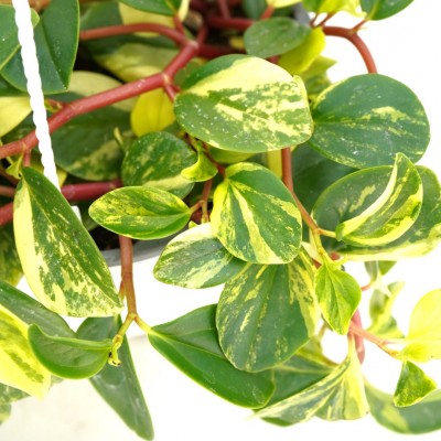 Peperomia glabella 'Variegata' - HB