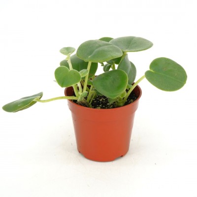 Peperomia incana