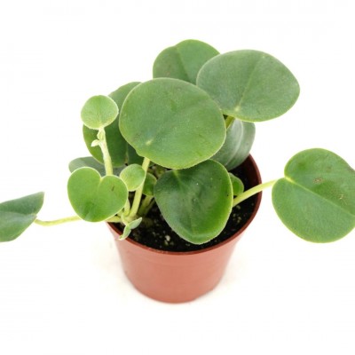 Peperomia incana
