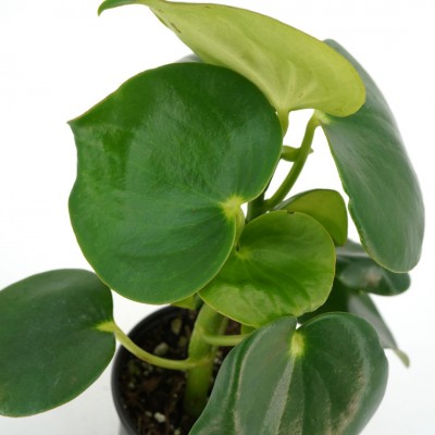 Peperomia polybotrya Raindrop 4in - Washington - Cascade Tropicals