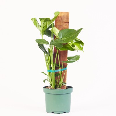 Monstera deliciosa - stake