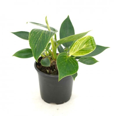 Philodendron 'Birkin'