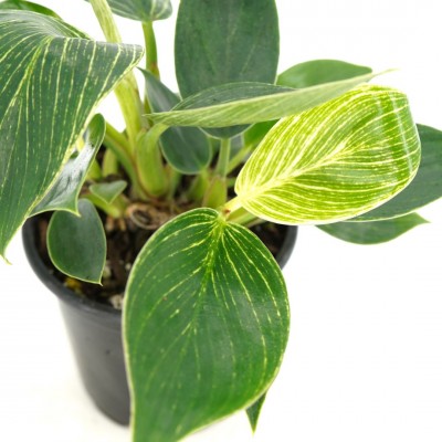 Philodendron 'Birkin'
