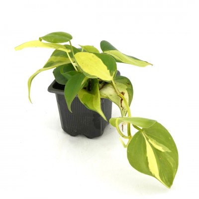 Philodendron heder. 'Brasil'
