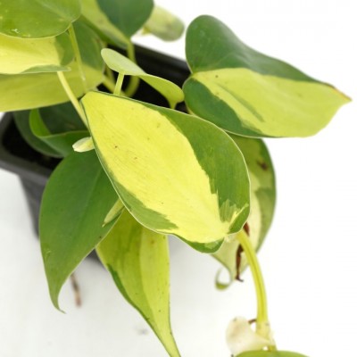 Philodendron heder. 'Brasil'