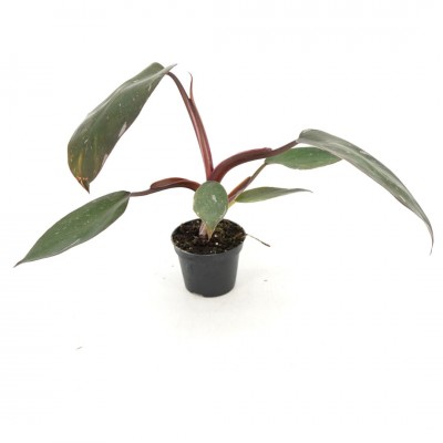 Philodendron Burgundy Princess