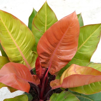 Philodendron 'McColley's Finale'