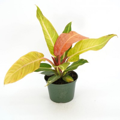 Philodendron 'Red Sun'