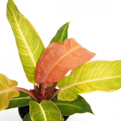 Philodendron 'Red Sun'