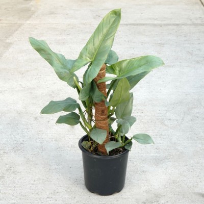 Philodendron hastatum Silver Sword - pole