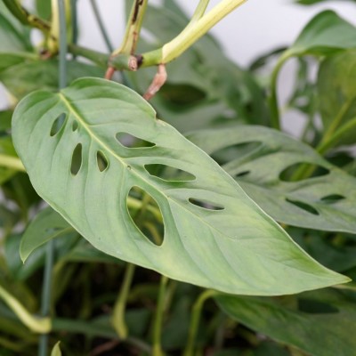 Monstera adansonii 7in - Washington - Cascade Tropicals