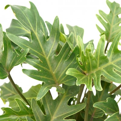 Philodendron 'Xanadu'