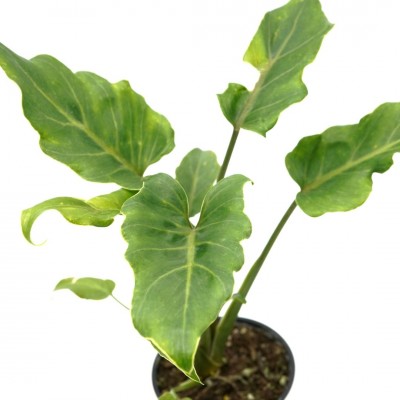 Philodendron 'Xanadu'