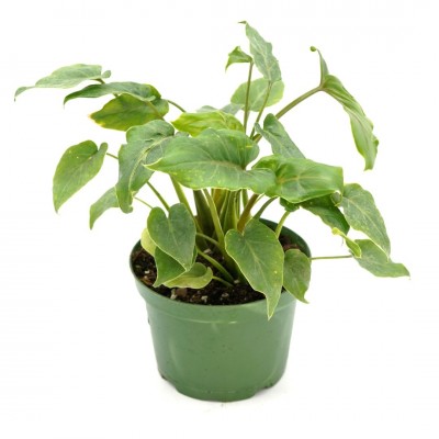 Philodendron 'Xanadu'