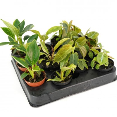 Philodendron assorted Premium - 12 per flat