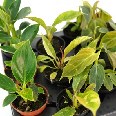 Philodendron assorted Premium - 12 per flat