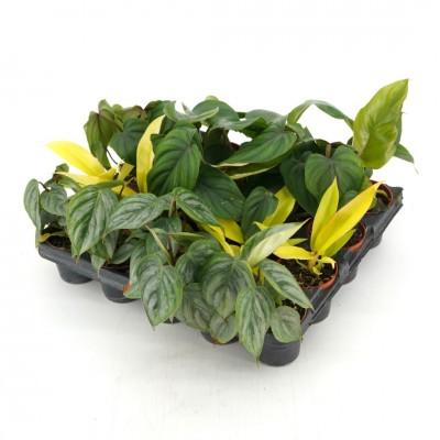 Philodendron assorted - 20 per flat